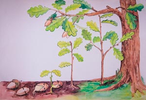 Схема развития дубка